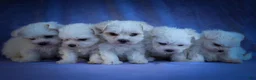 Maltese dogs for sale: Mirella🎀 - Ad 23