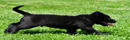 Labrador Retriever dogs for sale: Petey - Ad 5