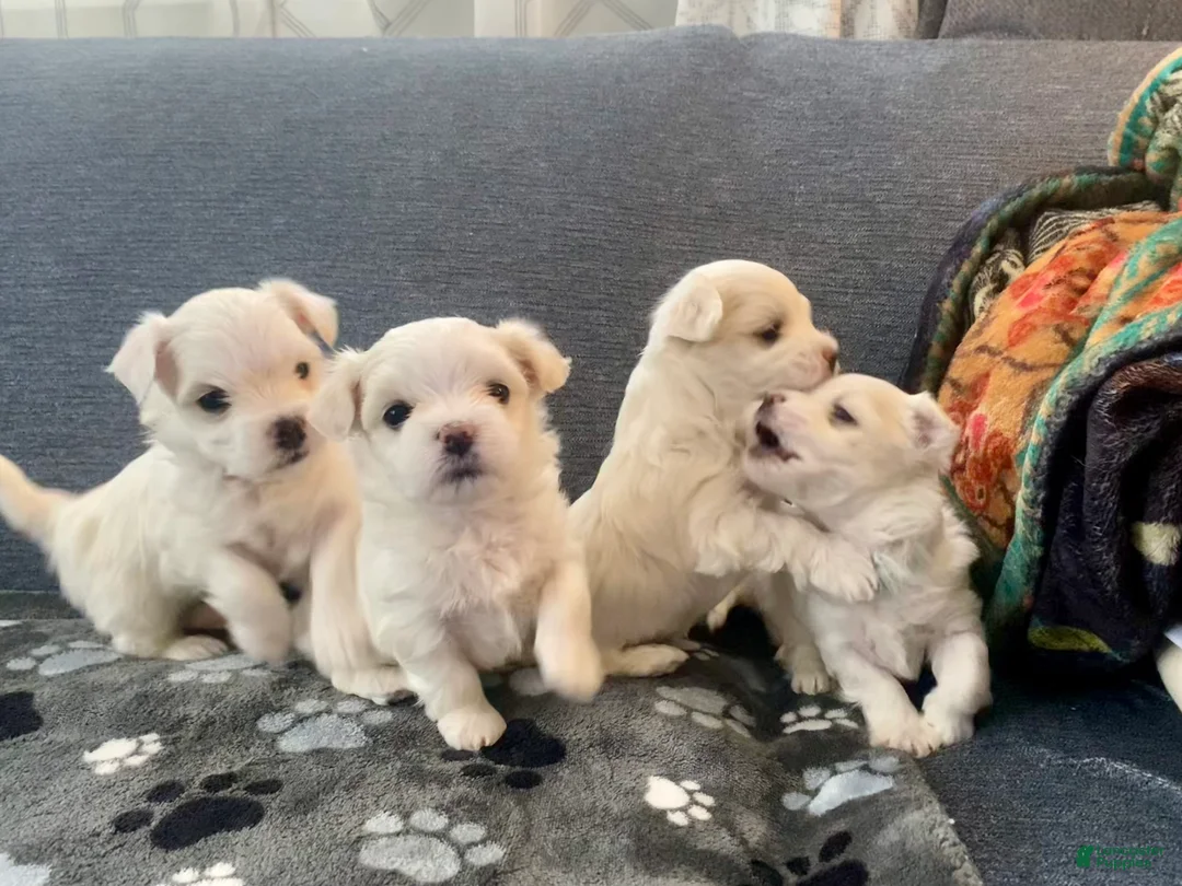 Maltese dogs for sale: Maltese Puppy 3 - Ad 26