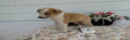 Mixed Breed dogs for sale: Mixed Breed 4 Riley - Ad 3