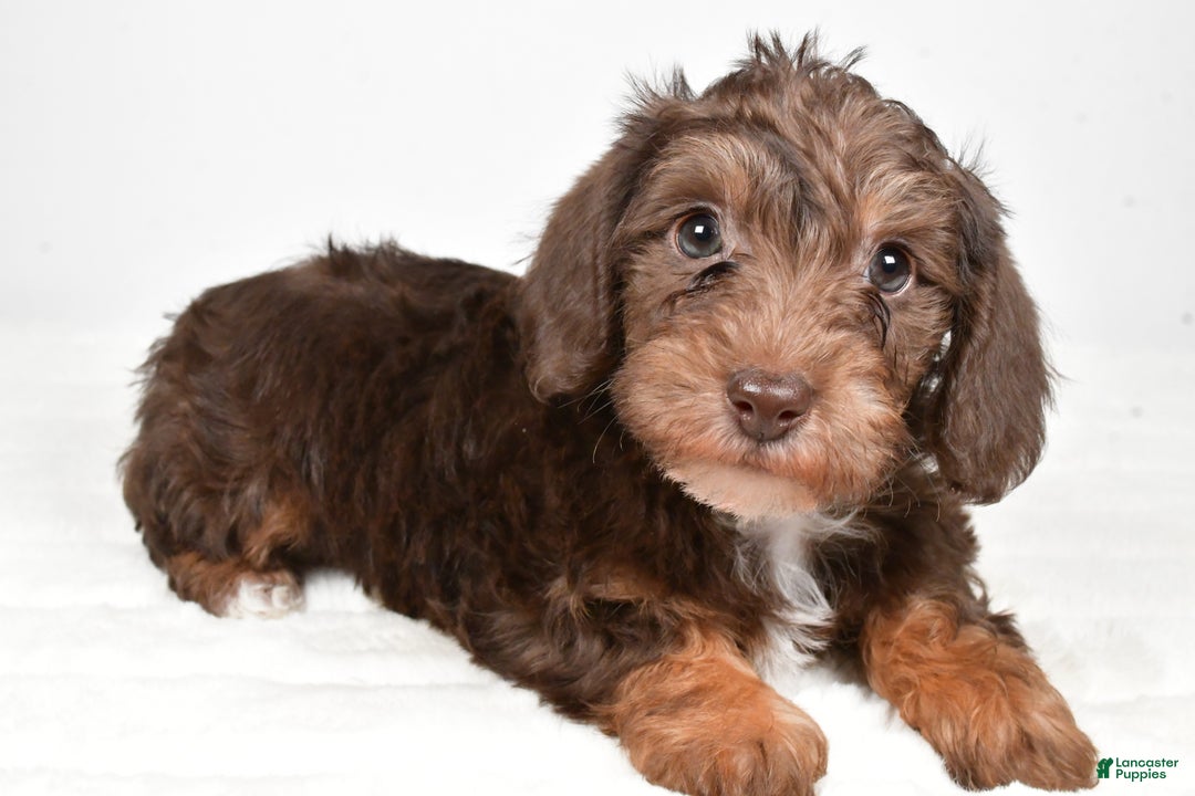 Mixed Breed dogs for sale: Pluto - Ad 6