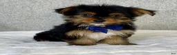 Yorkshire Terrier dogs for sale: Gunner - Ad 3