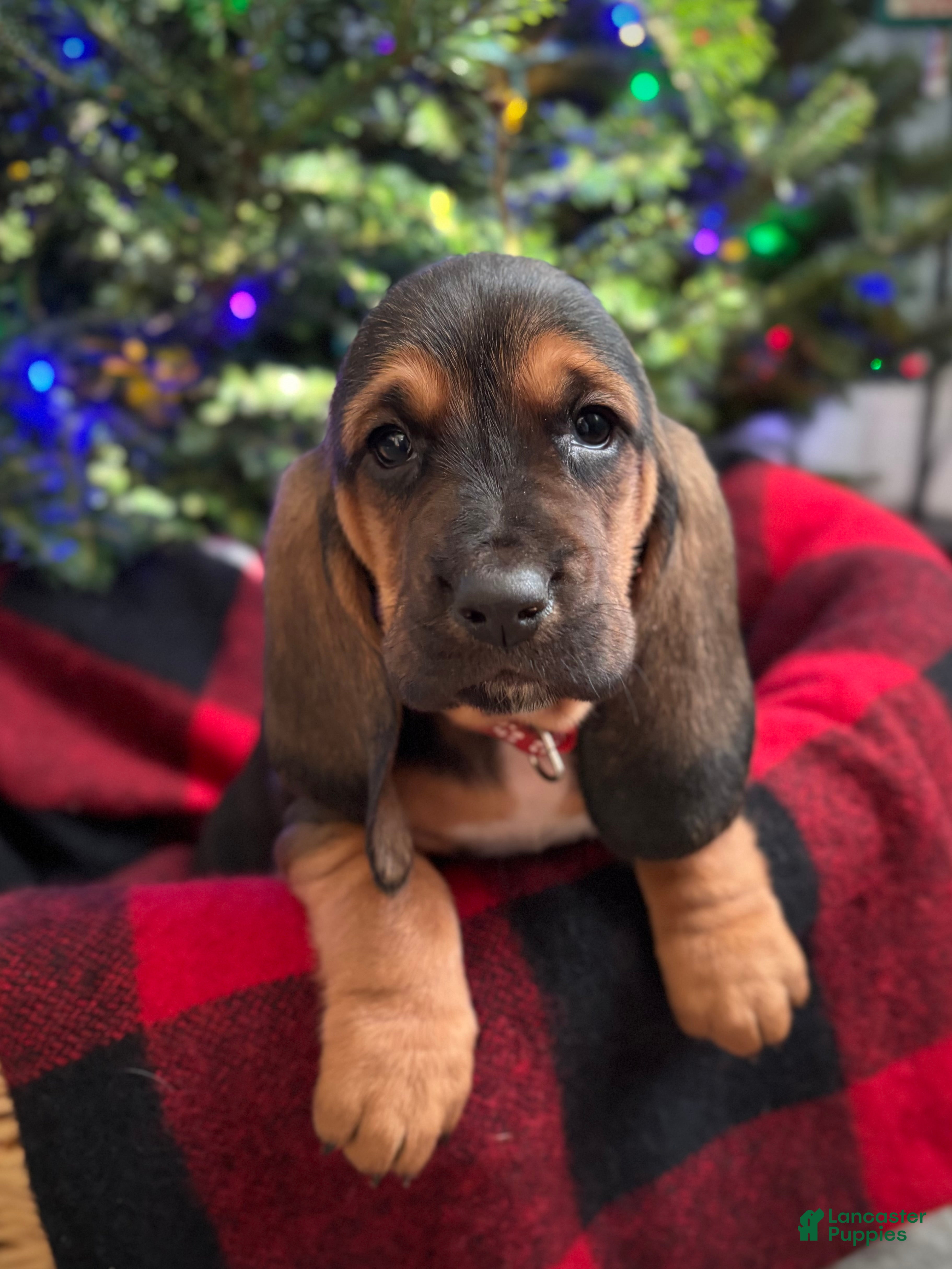 Basset Hound dogs Noelle - Ad 6