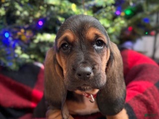 Basset Hound dogs Noelle - Ad 27