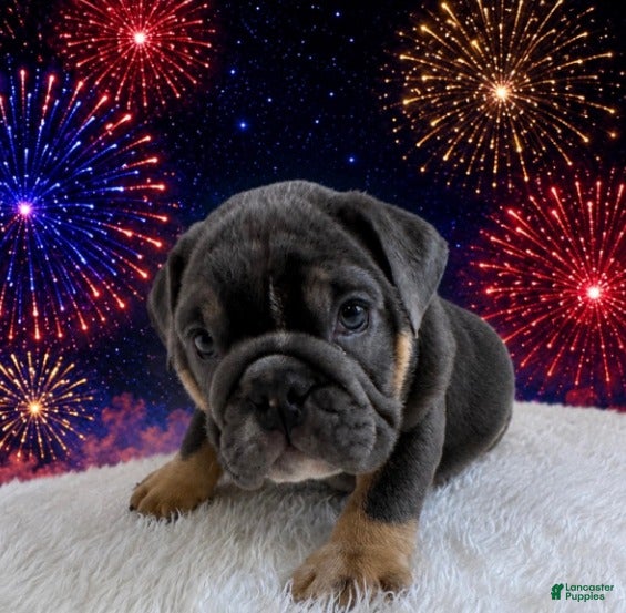 English Bulldog dogs for sale: Boss_Male - Ad 3