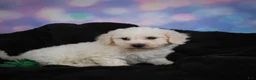 Bichon Frise dogs for sale: Jimmy - Ad 3