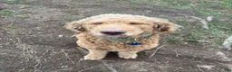 Goldendoodle dogs for stud: Standard Goldendoodle  - Ad 6