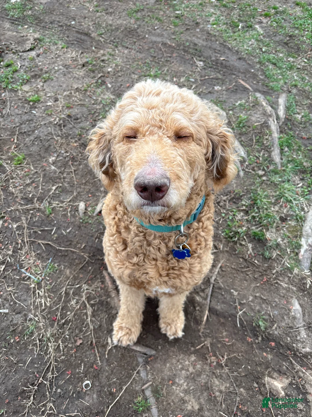 Goldendoodle dogs for stud: Standard Goldendoodle  - Ad 6