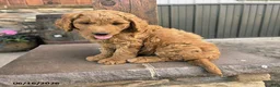 Goldendoodle dogs for sale: Jasper - Ad 3