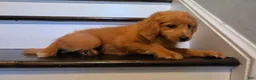 Mini Goldendoodle dogs for sale: Micro Goldendoodle 2 - Ad 7