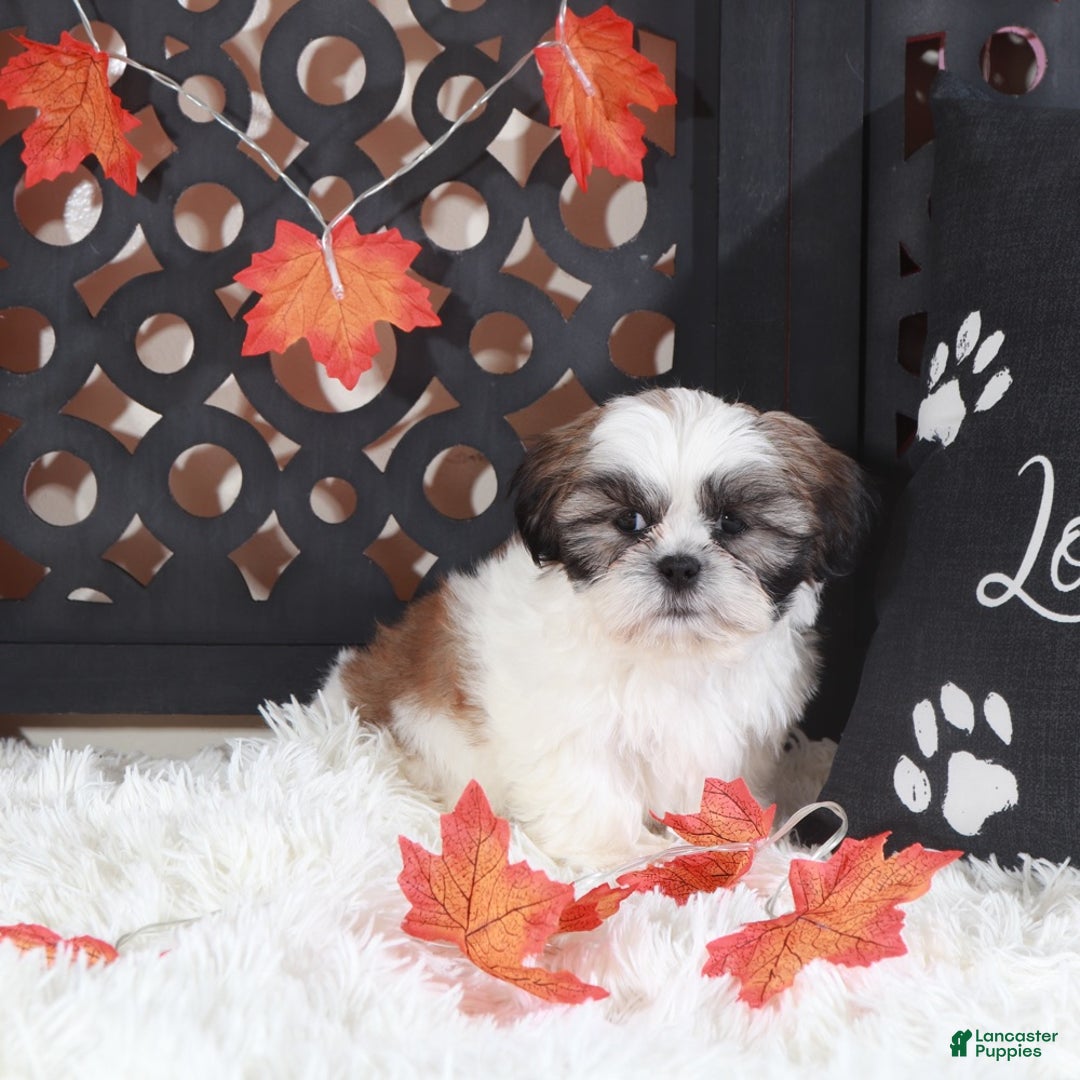 Shih Tzu dogs for sale: Noah - Ad 3
