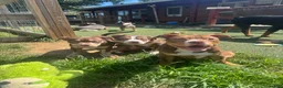 American Bully dogs for sale: Pork - Ad 3