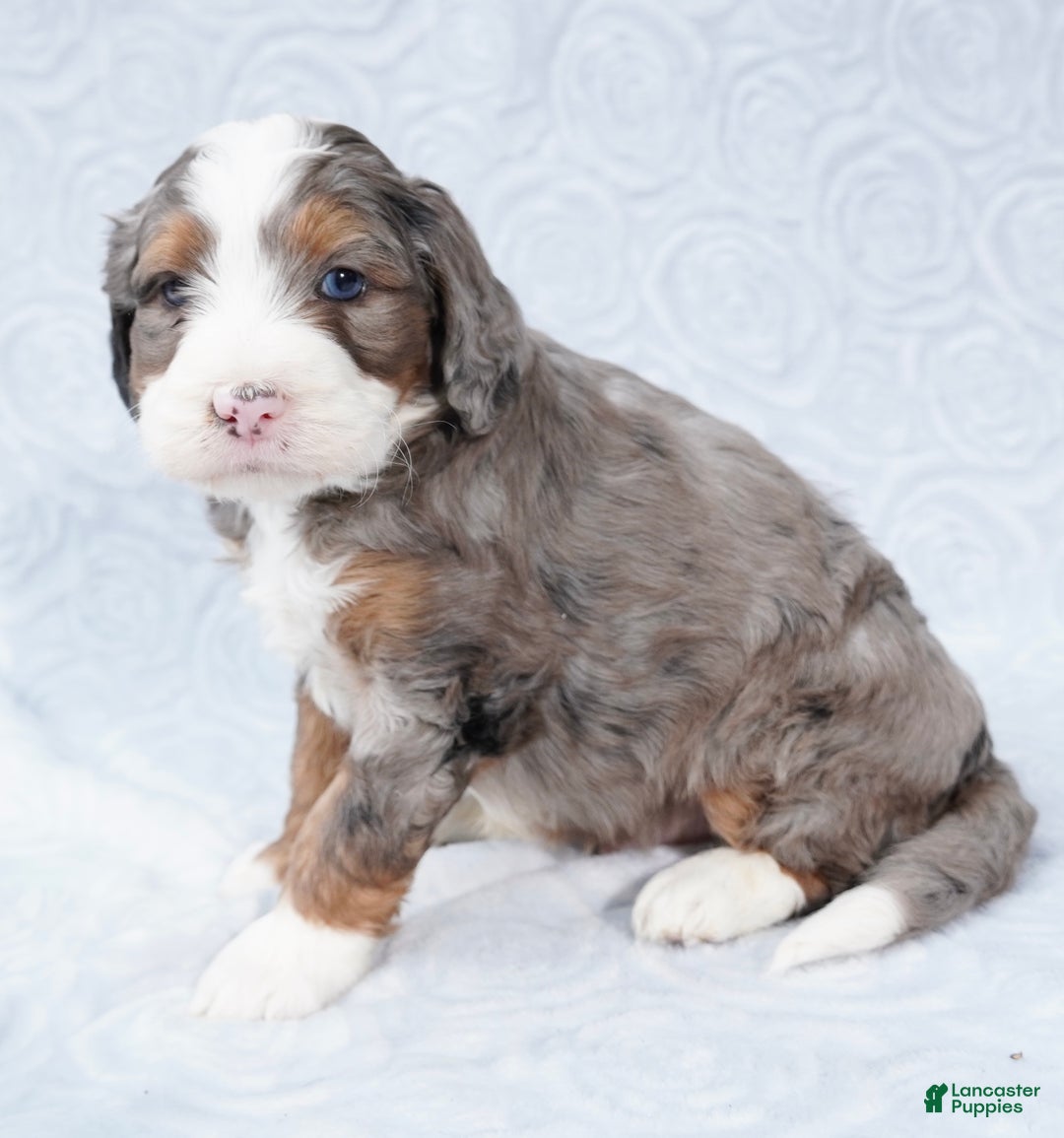 Mini Bernedoodle dogs for sale: Mini Jax - Ad 6