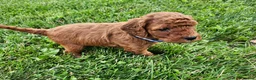 Cavapoo dogs for sale: Finley  - Ad 9