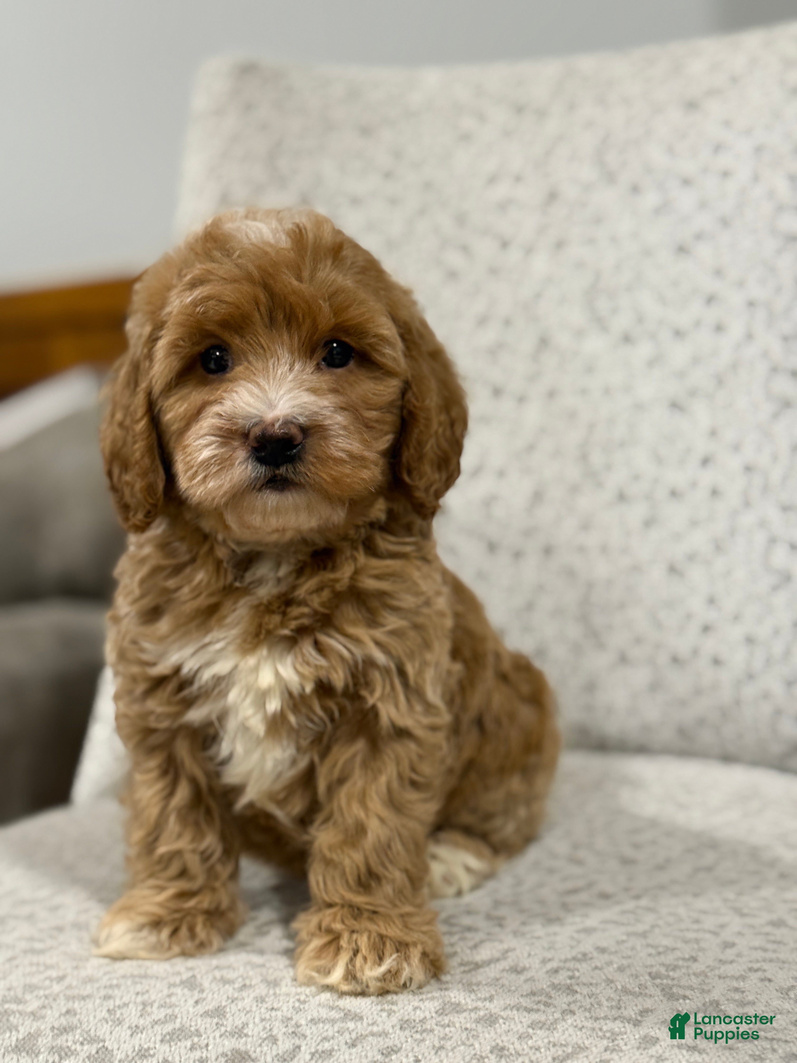 Mini Goldendoodle dogs Goldie - Ad 1