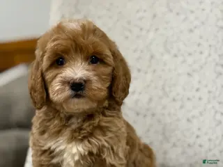 Mini Goldendoodle dogs for sale: Goldie - Ad 2