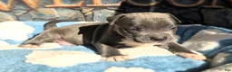 American Bully dogs for sale: "DMX" BLUE NOSE / BLUE EYES - Ad 8