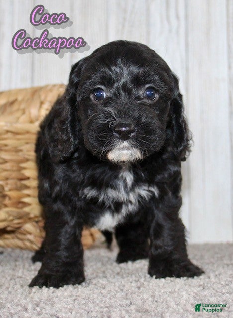 Cockapoo dogs Coco - Ad 11
