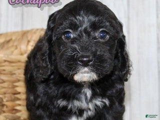 Cockapoo dogs Coco - Ad 20