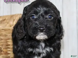 Cockapoo dogs Coco - Ad 33