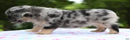 Mixed Breed dogs for sale: Ruby blue eyes merle - Ad 20