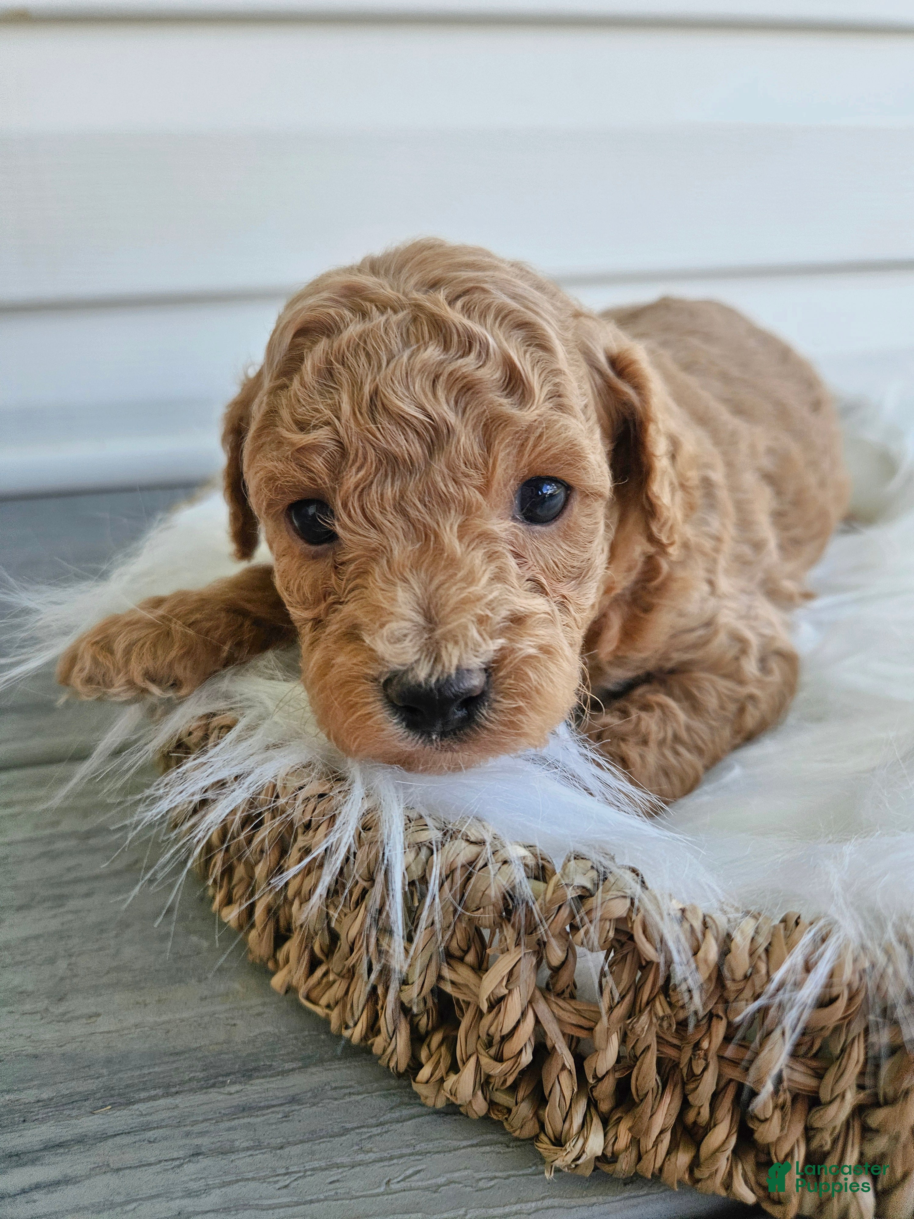 Bichpoo dogs Buster  - Ad 30