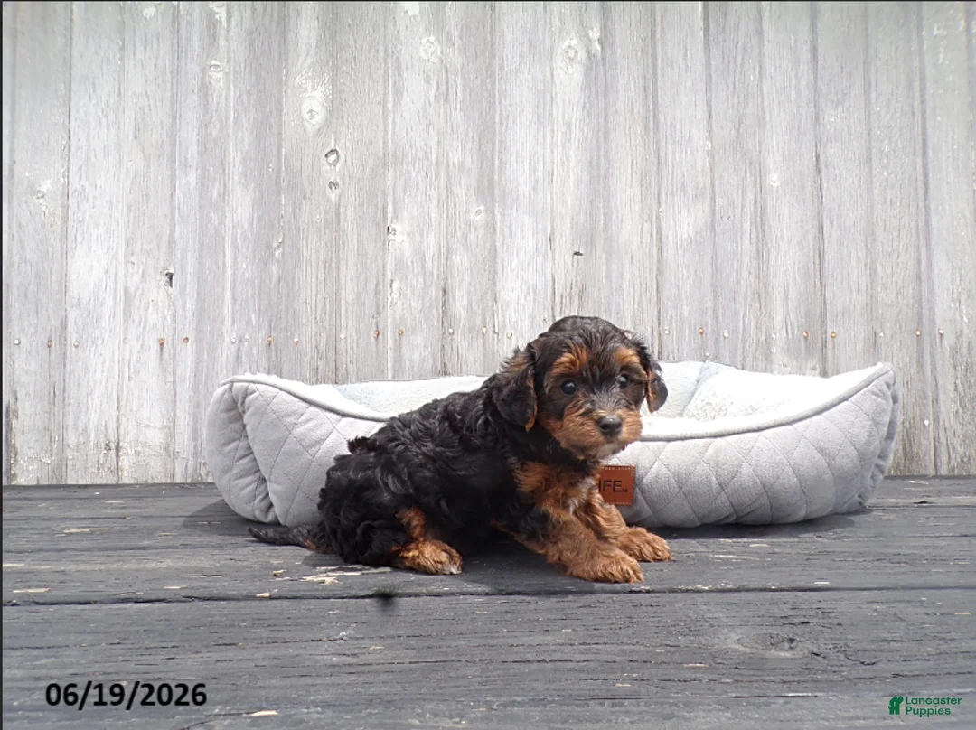 Yorkiepoo dogs for sale: Oscar - Ad 5