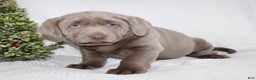 Labrador Retriever dogs for sale: Remi - Ad 5