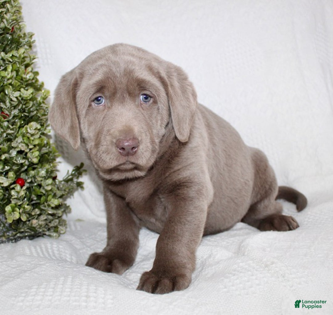 Labrador Retriever dogs for sale: Remi - Ad 5