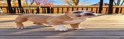 American Bully dogs for sale: 9x Kennels Björn Ironside Aka Cubb  - Ad 22