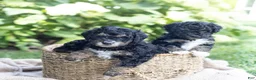 Mini Bernedoodle dogs for sale: Oliver - Ad 2