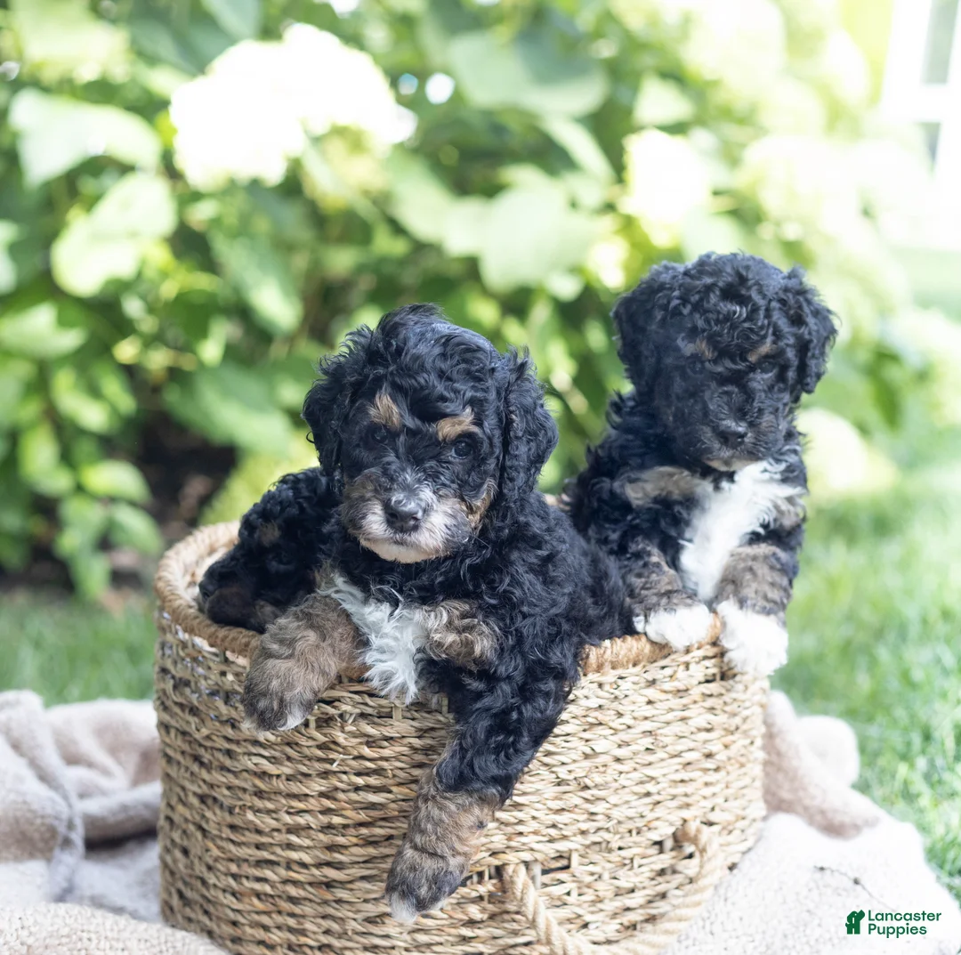 Mini Bernedoodle dogs for sale: Oliver - Ad 2