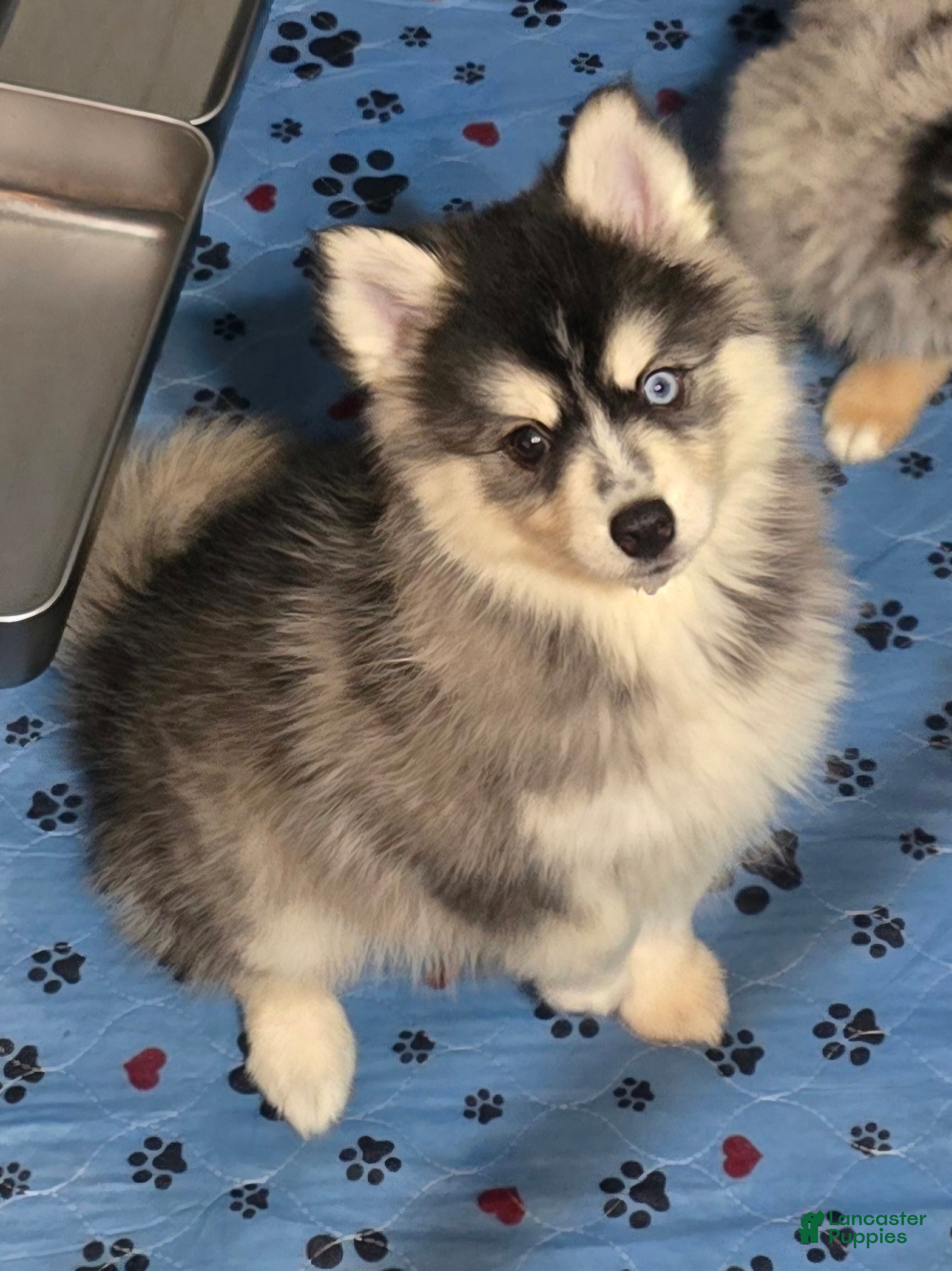 Pomsky dogs Black mini - Ad 1