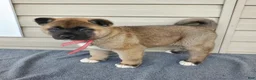 Akita dogs for sale: Willow - Ad 4