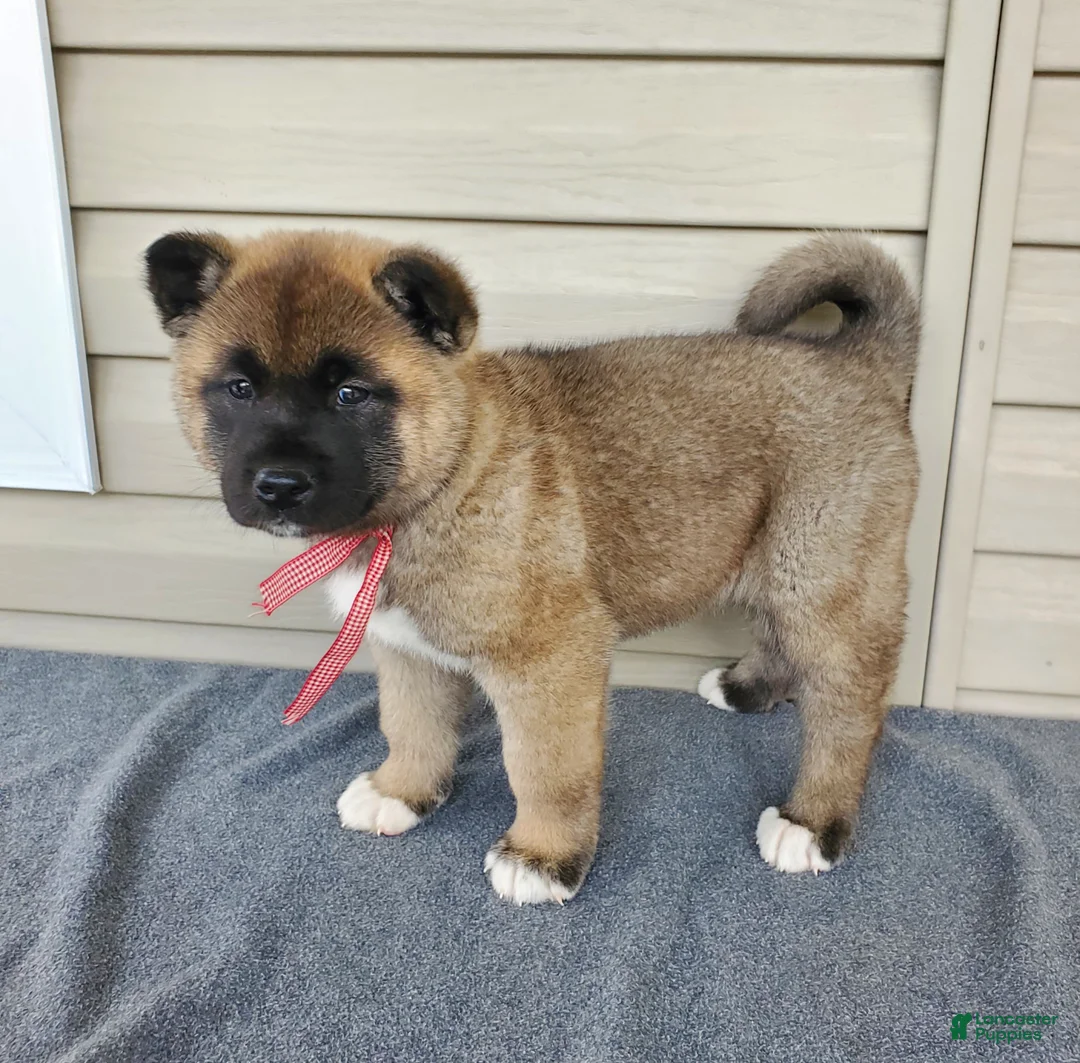 Akita dogs for sale: Willow - Ad 4