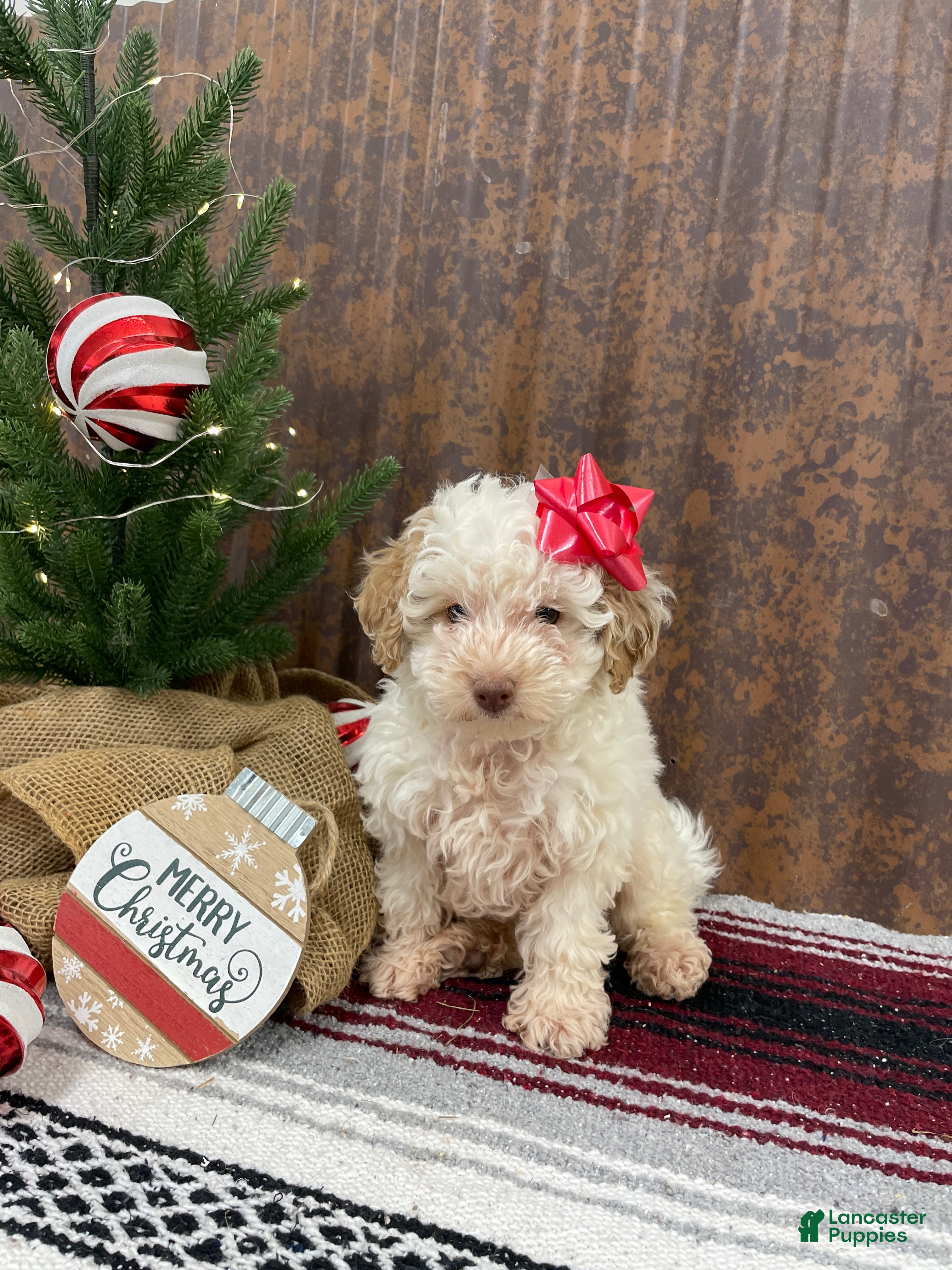 Miniature Poodle dogs for sale: Shenzie - Ad 3
