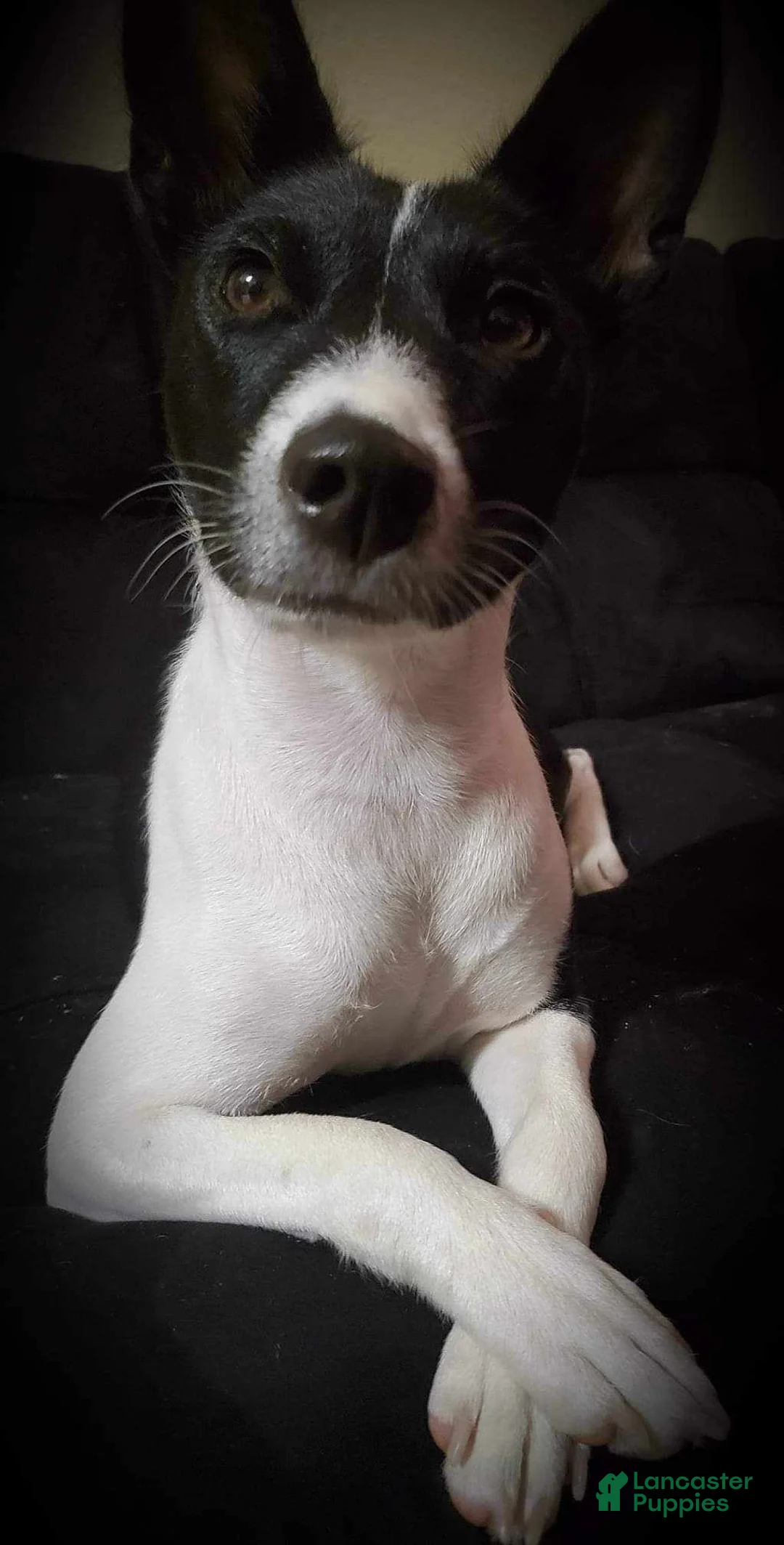 Gallery Image {{count}}