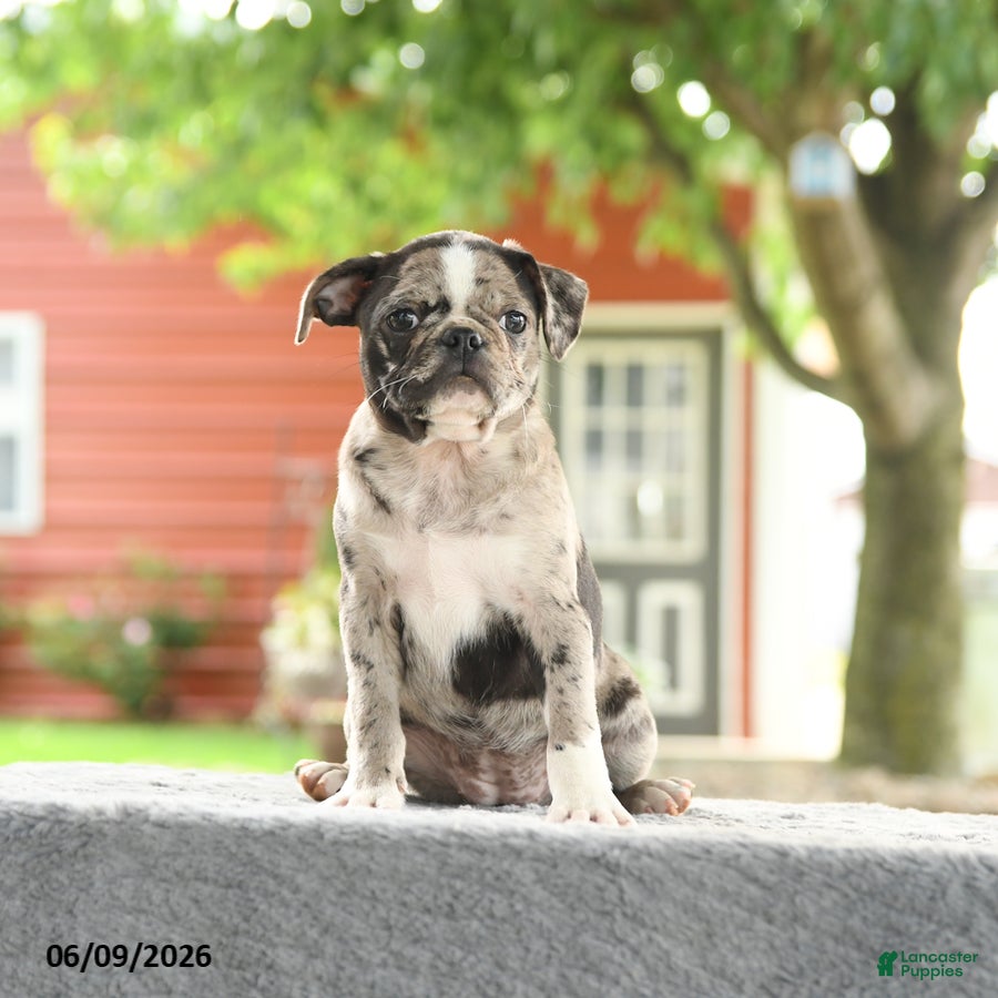 Mixed Breed dogs Harmony - Ad 2
