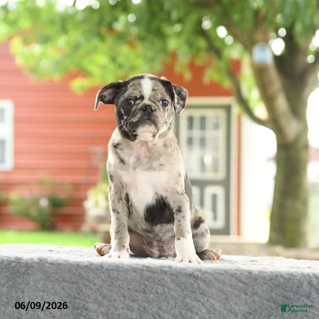 Mixed Breed dogs for sale: Harmony - Ad 2