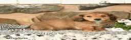 Miniature Dachshund dogs for sale: King - Ad 2