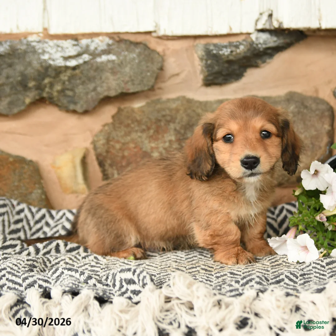 Miniature Dachshund dogs for sale: King - Ad 2