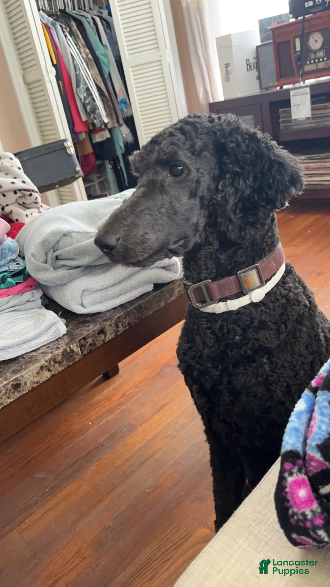 Goldendoodle dogs for sale: Yellow - Ad 4