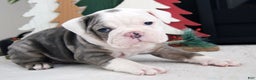Olde English Bulldogge dogs for sale: Bella - Ad 2