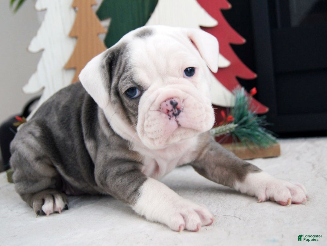 Olde English Bulldogge dogs for sale: Bella - Ad 2