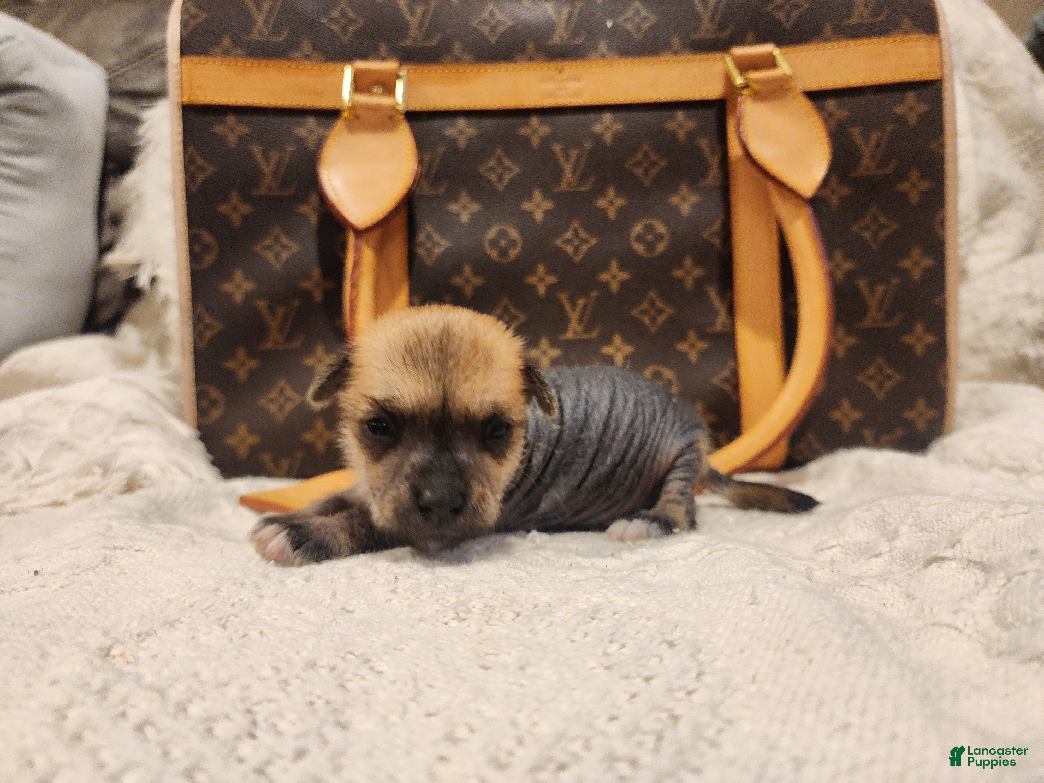 Mixed Breed dogs Chico  - Ad 24