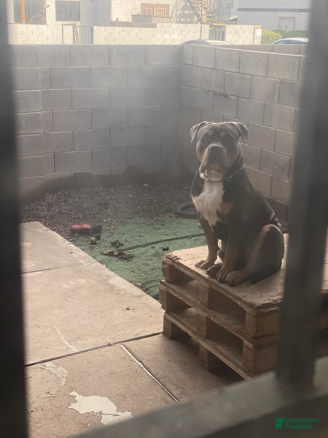 American Bully dogs for sale: American Bully Puppy 3 - Ad 5