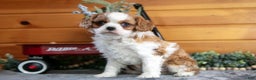 Cavalier King Charles Spaniel dogs for sale: Zoey - Ad 3