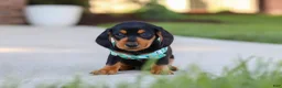 Miniature Dachshund dogs for sale: Luca - Ad 3