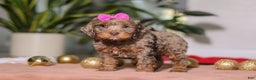 Cockapoo dogs for sale: Ivy - Ad 5