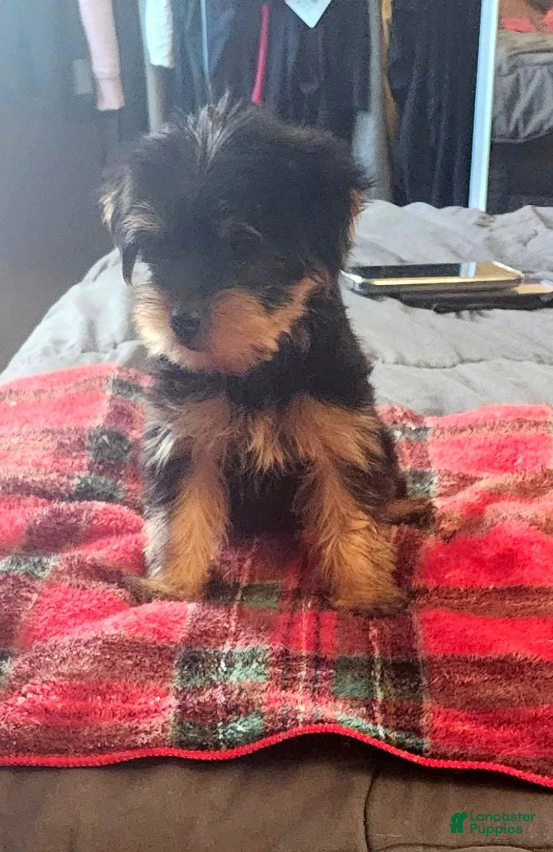 Yorkshire Terrier dogs for sale: Rogue - Ad 2